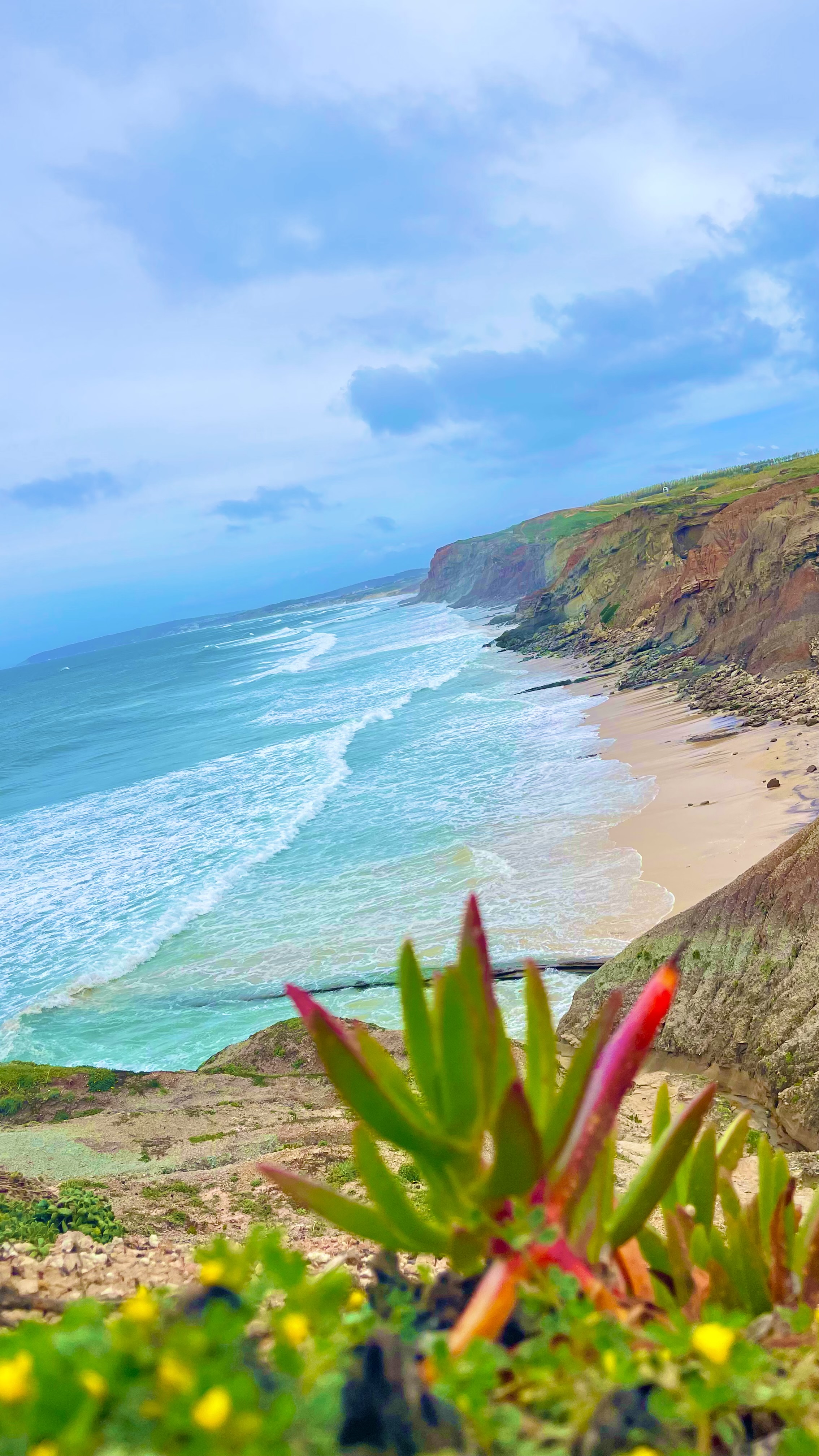 Silver Coast cliffs and wildflowers above the Atlantic